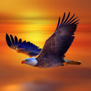 Meet your Posher, Amparo